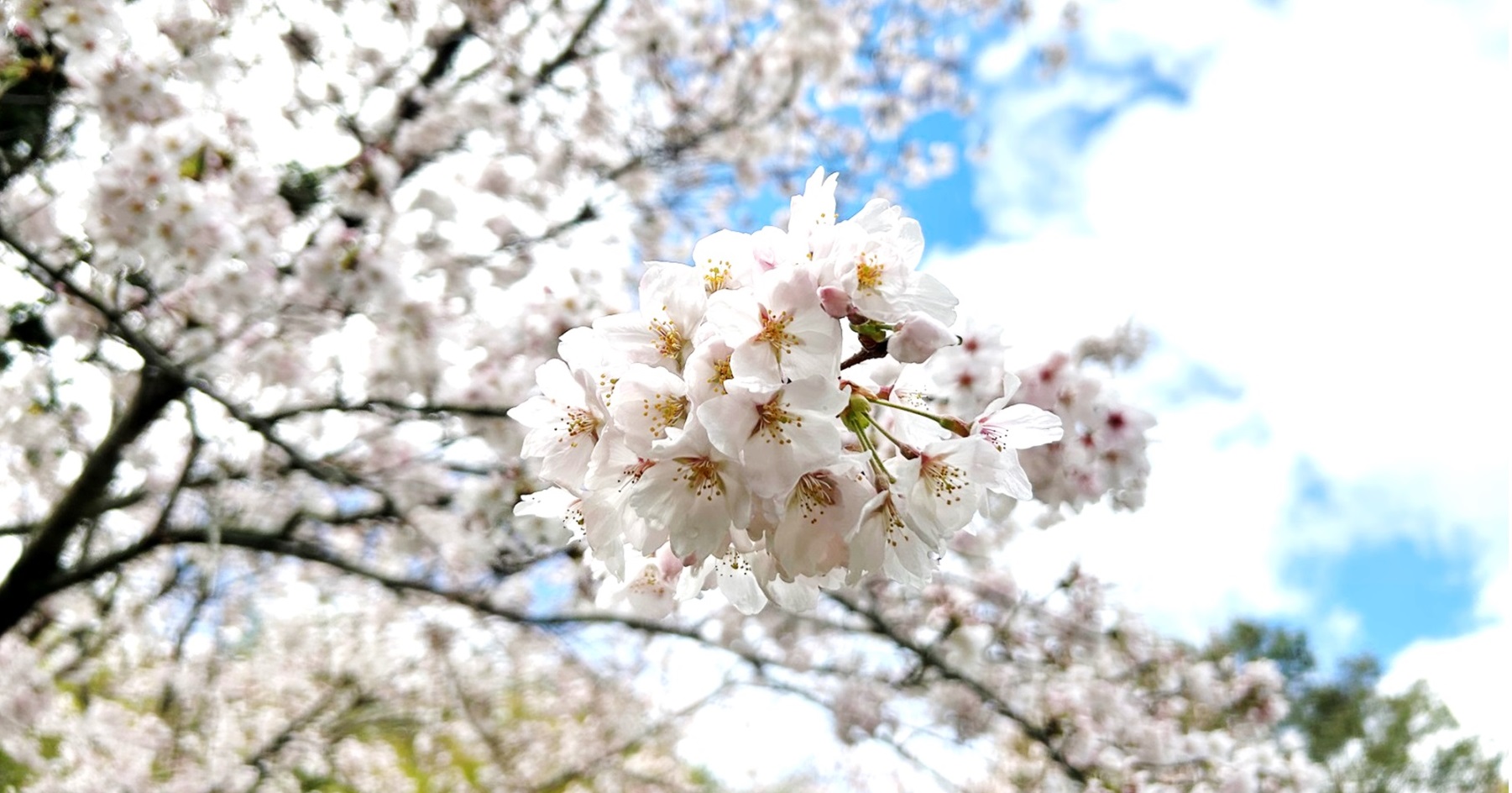 因島の桜